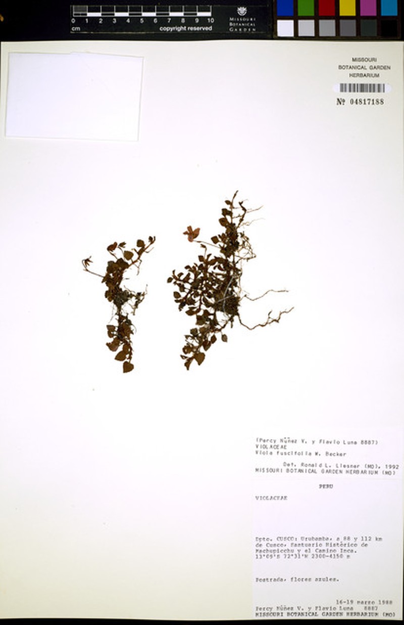 Viola fuscifolia photo 3