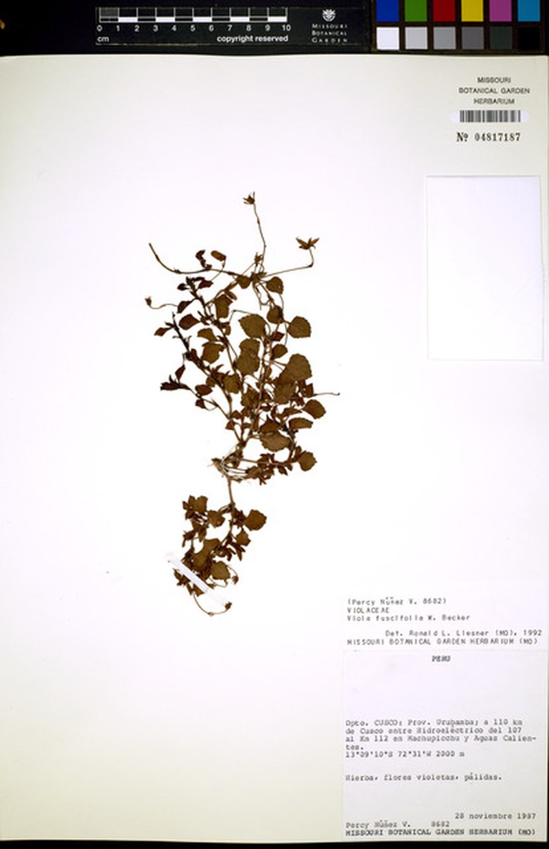 Viola fuscifolia photo 4