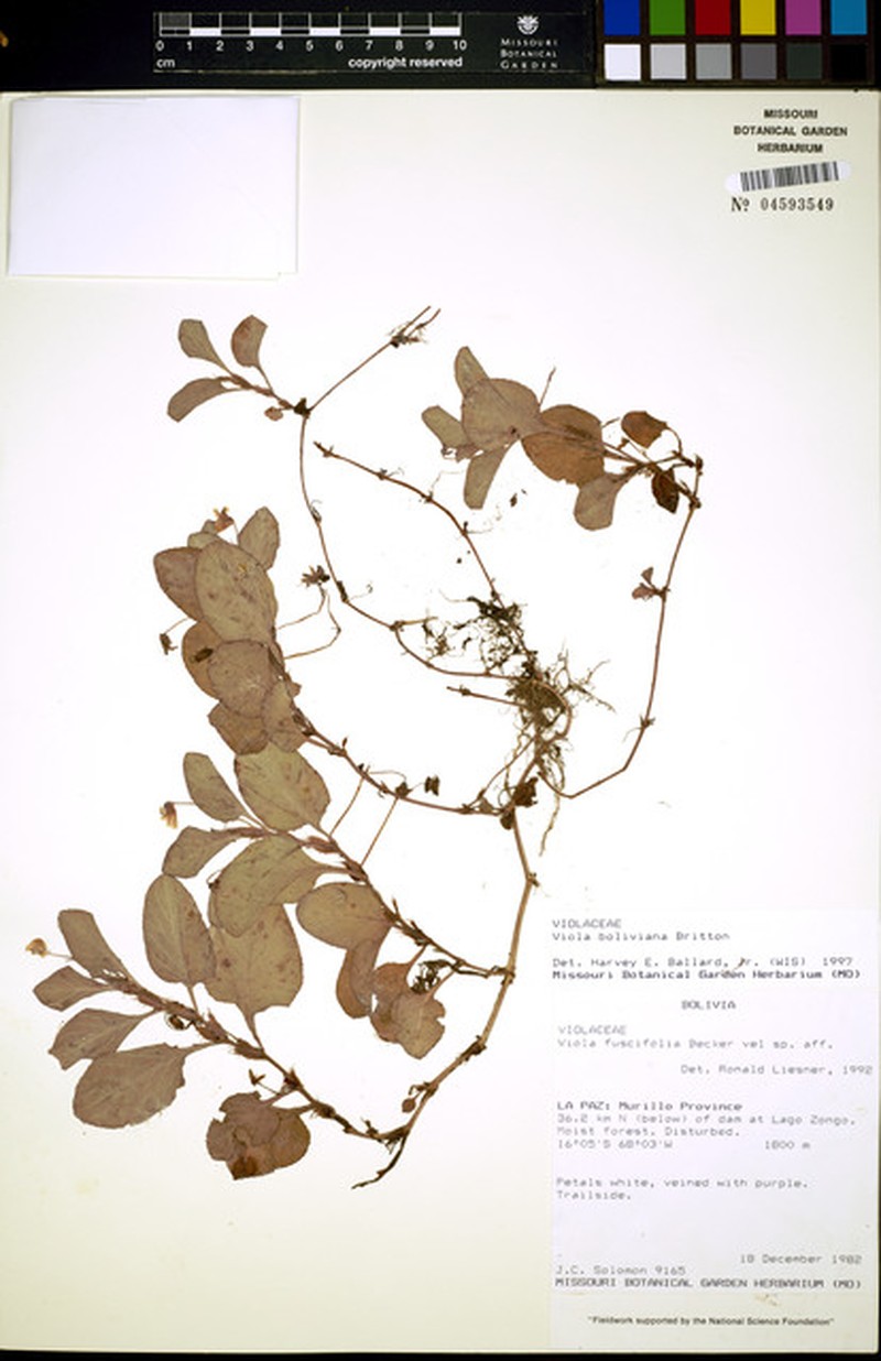 Viola fuscifolia photo 5