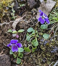 Viola fuscoviolacea