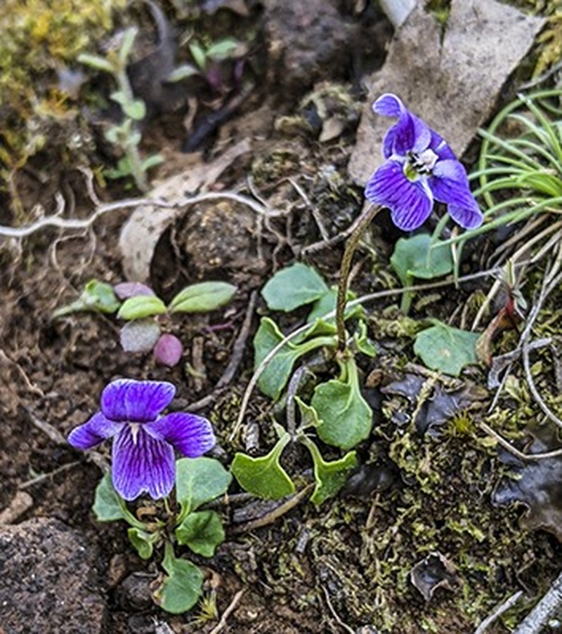 Viola fuscoviolacea