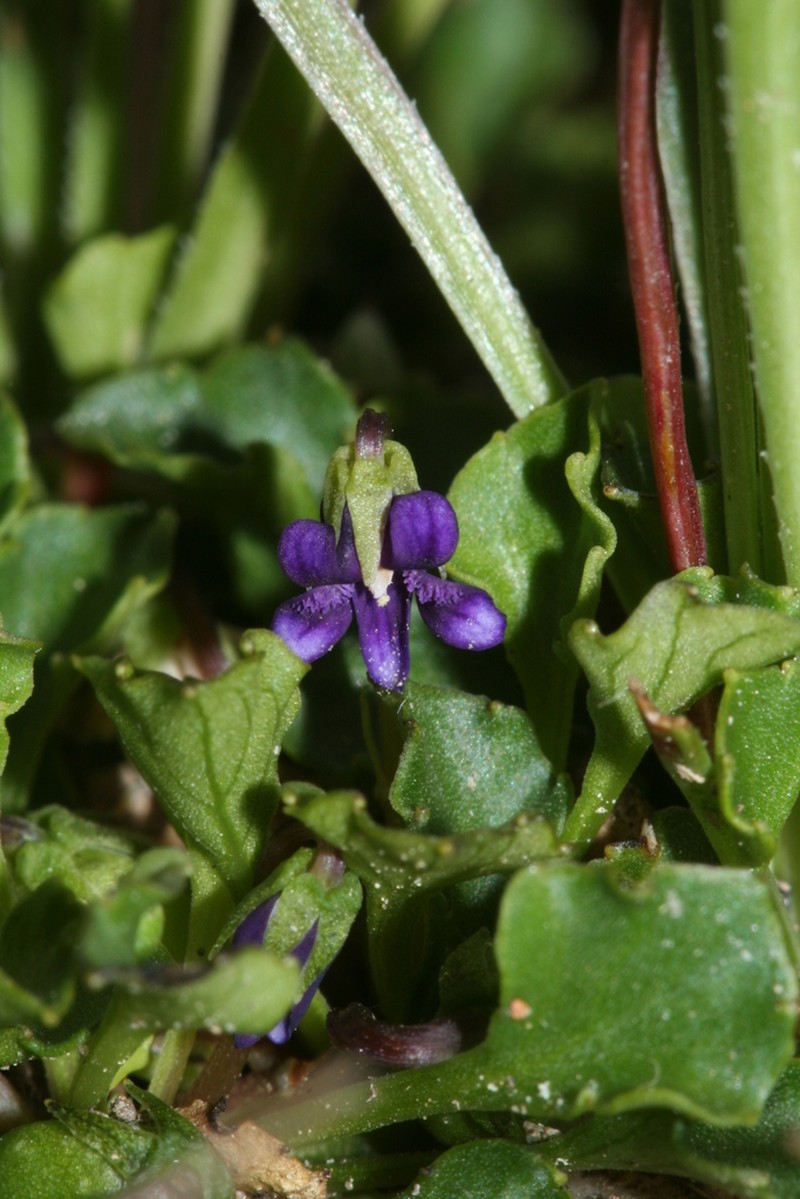 Viola fuscoviolacea photo 2
