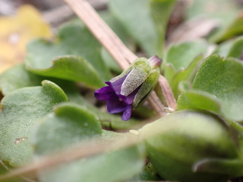 Viola fuscoviolacea photo 3