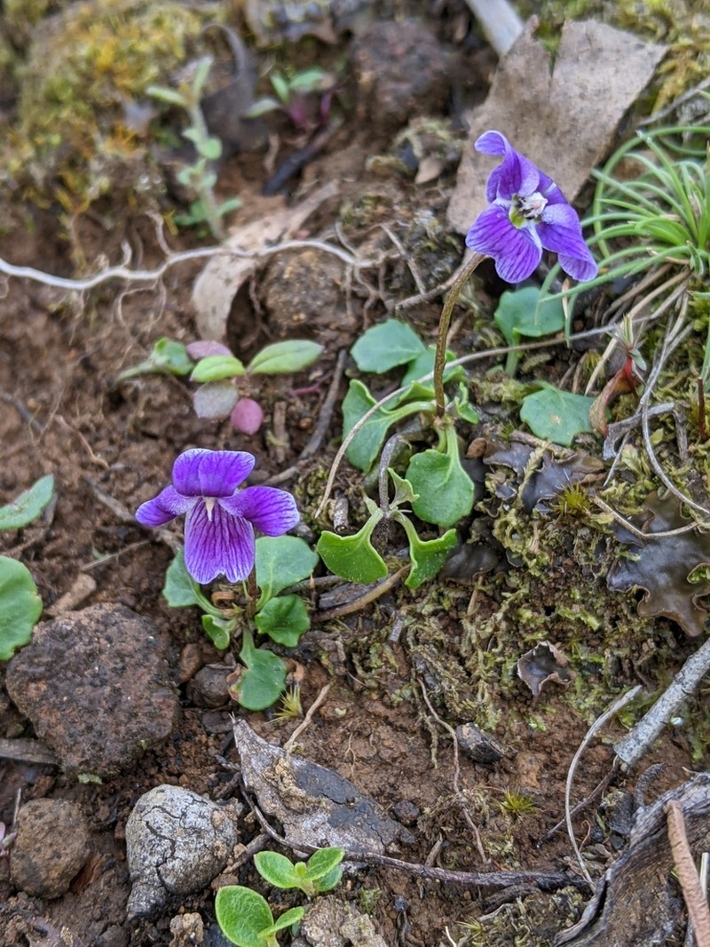 Viola fuscoviolacea photo 4