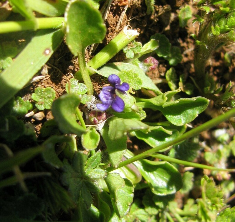 Viola fuscoviolacea photo 5