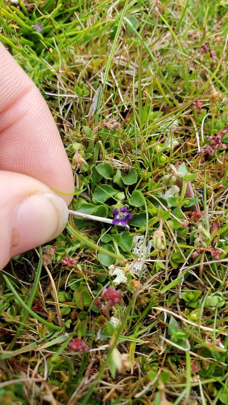 Viola fuscoviolacea photo 6