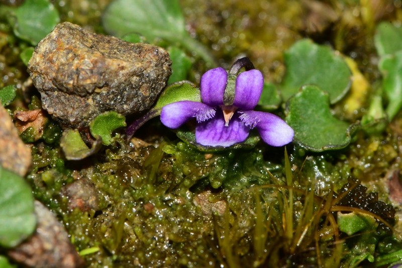 Viola fuscoviolacea photo 7