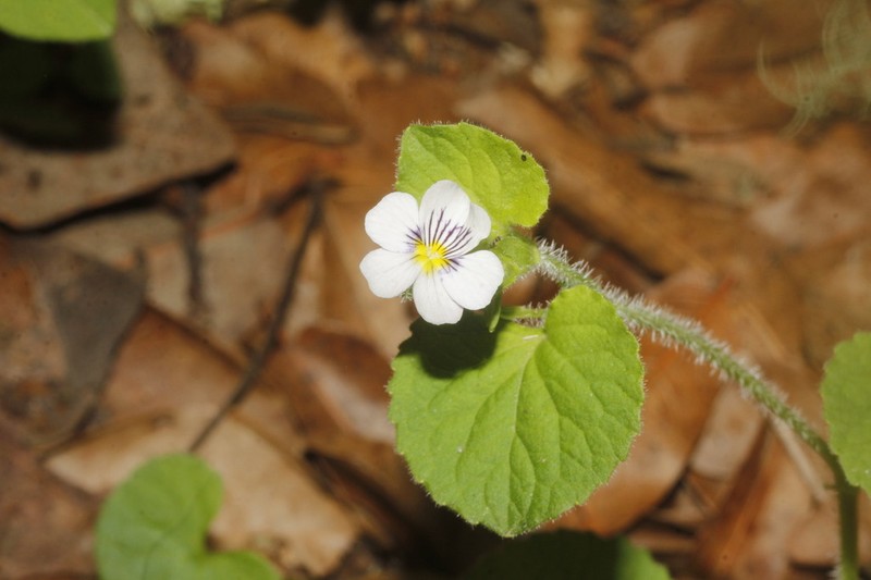 Viola galeanaensis photo 2