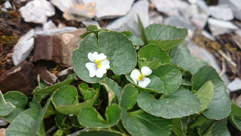 Viola galeanaensis photo 3