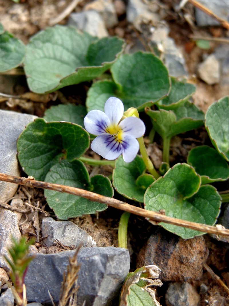 Viola galeanaensis photo 4