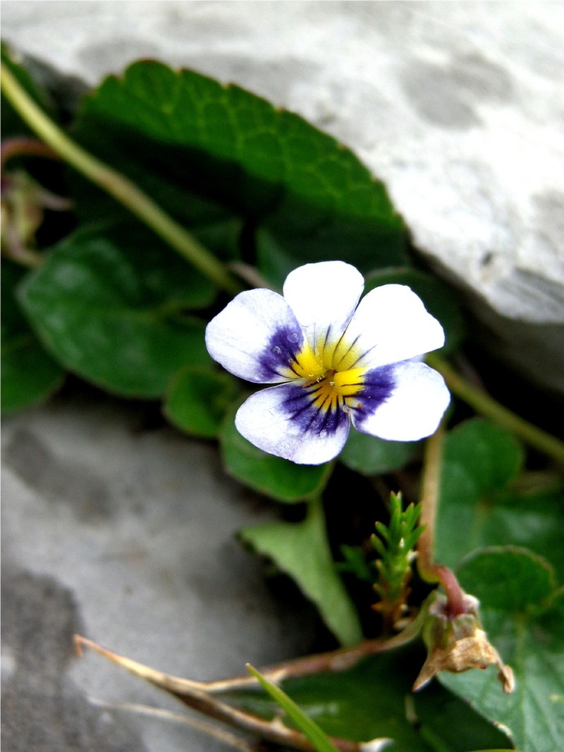Viola galeanaensis photo 5