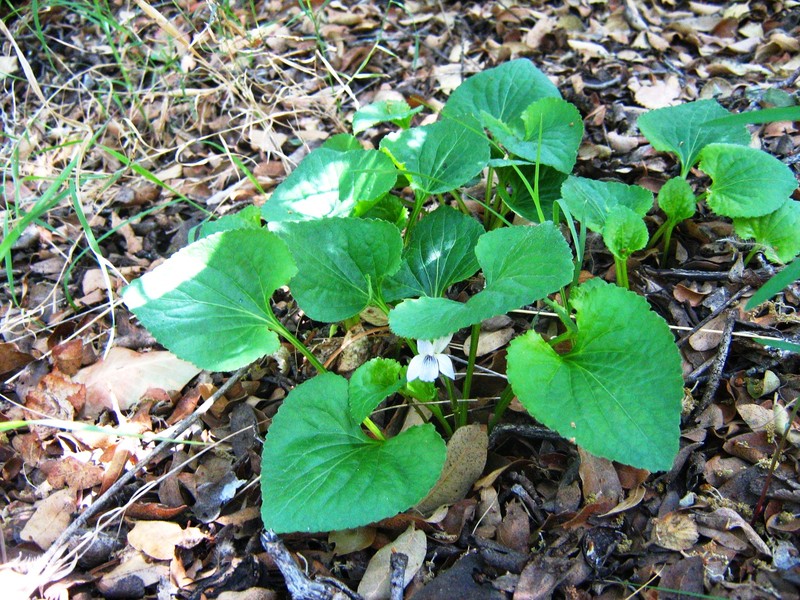 Viola galeanaensis photo 7