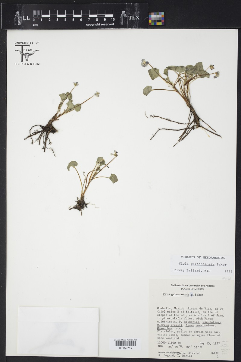 Viola galeanaensis photo 8