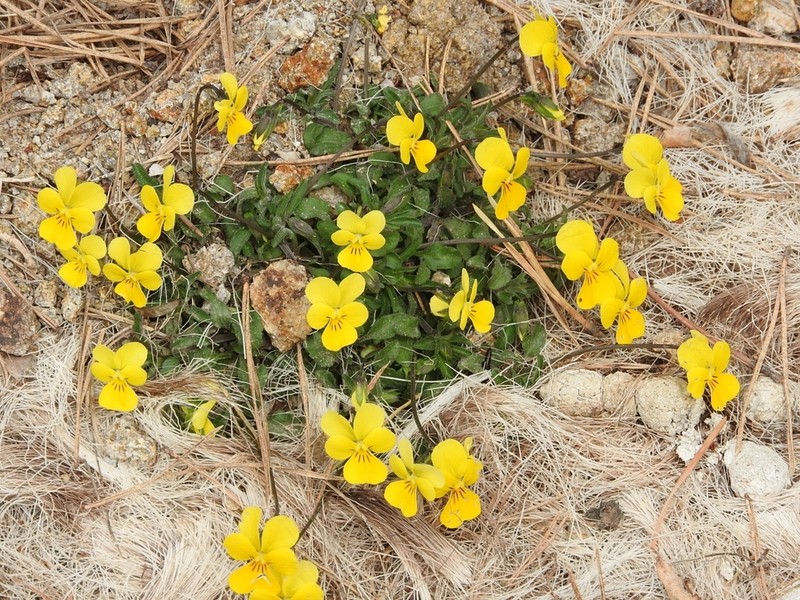 Viola ganiatsasii