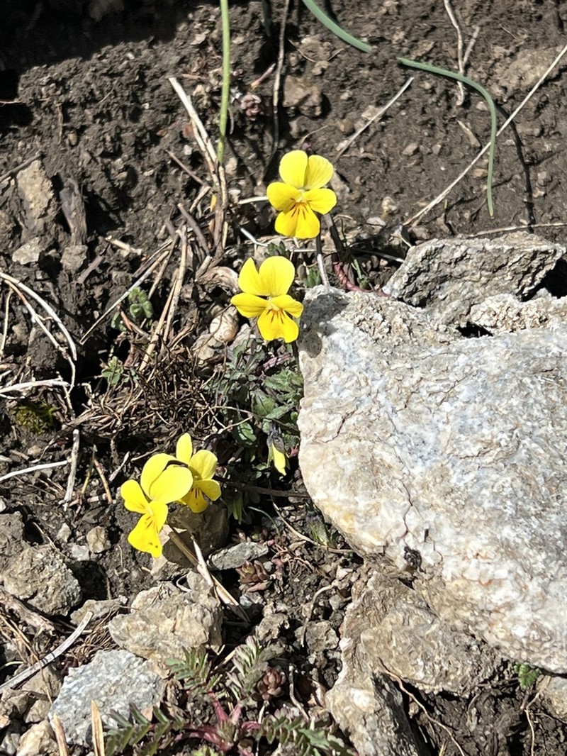 Viola ganiatsasii photo 2