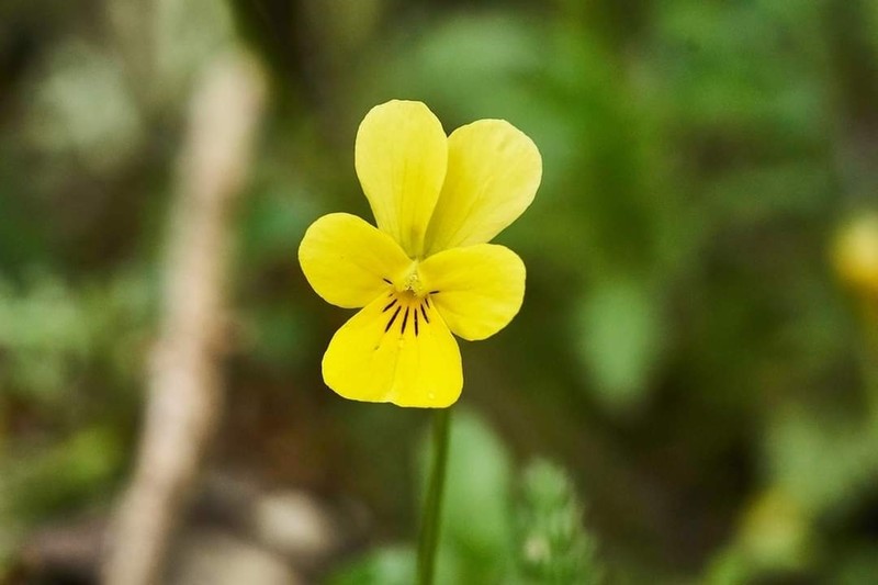 Viola ganiatsasii photo 3