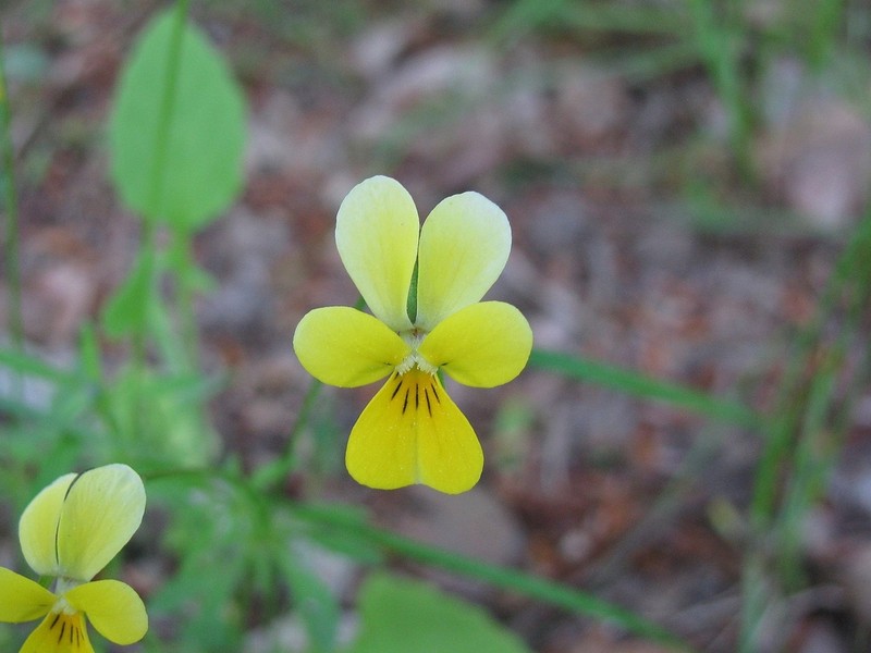 Viola ganiatsasii photo 4
