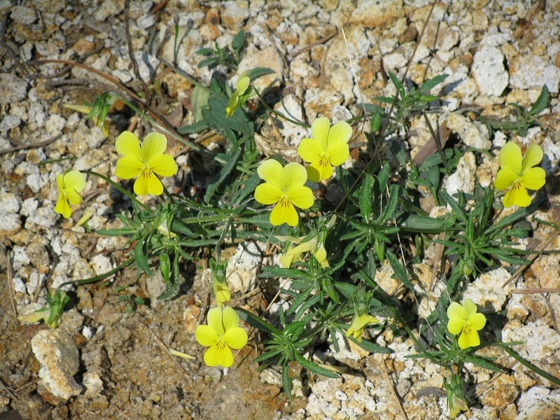 Viola ganiatsasii photo 5