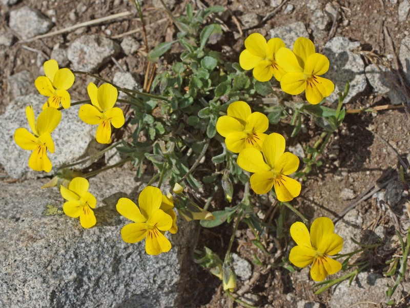 Viola ganiatsasii photo 6