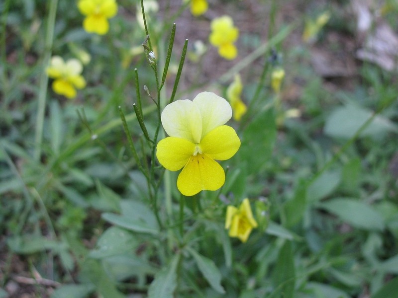 Viola ganiatsasii photo 7