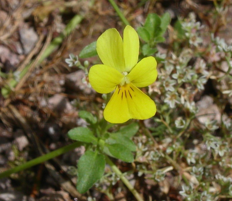 Viola ganiatsasii photo 8