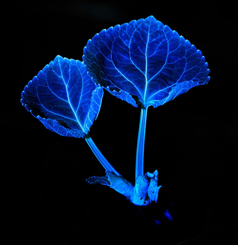 Pioneer Violet photo 2