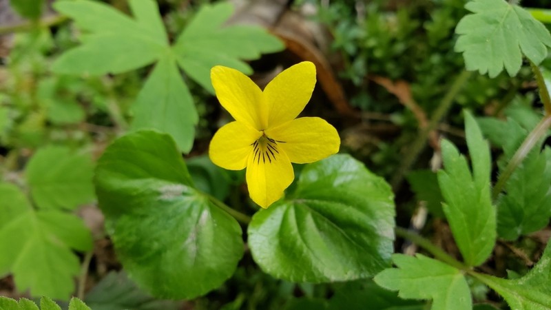 Pioneer Violet photo 4