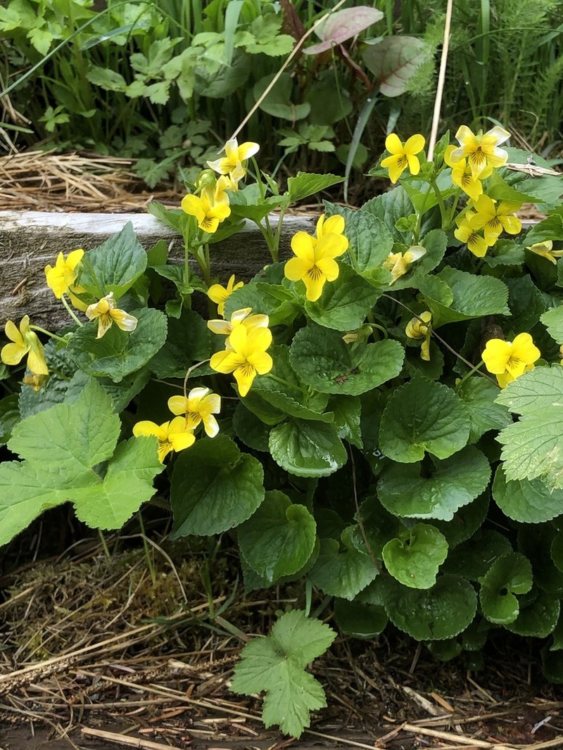 Pioneer Violet photo 5