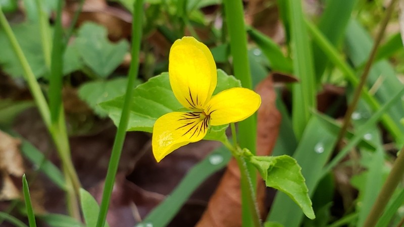 Pioneer Violet photo 6