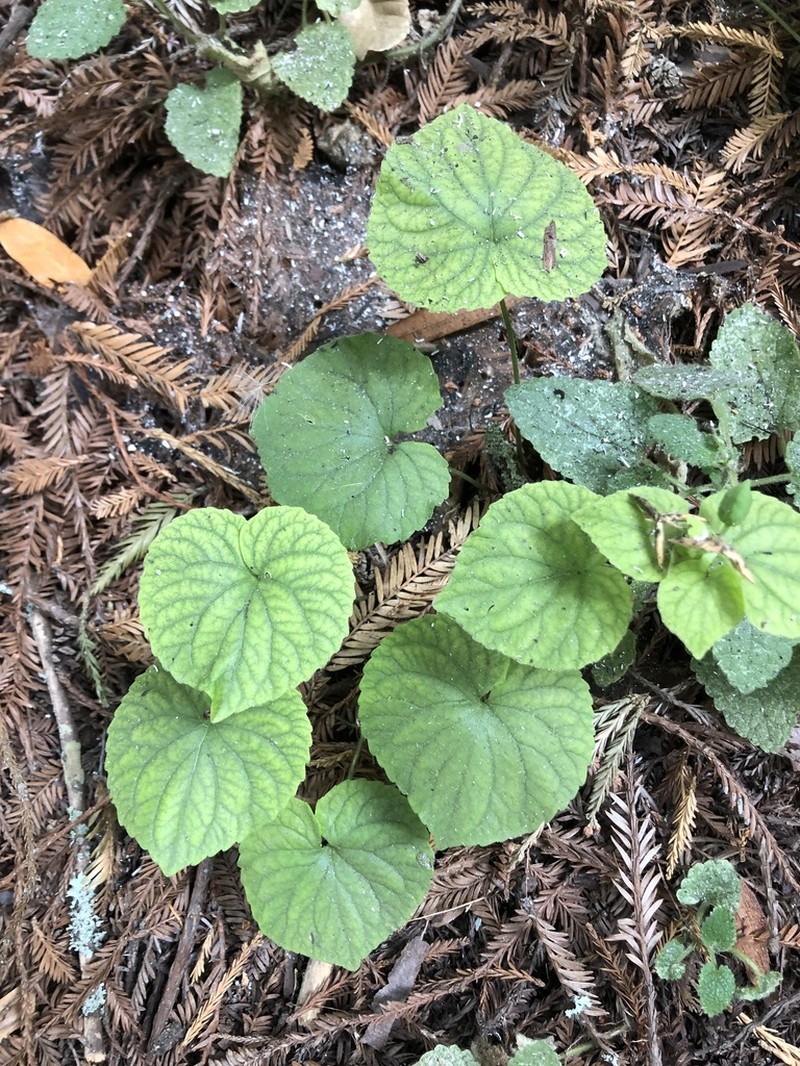 Pioneer Violet photo 7