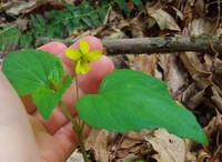 Viola glaberrima
