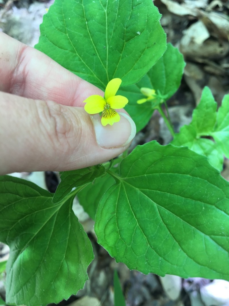 Viola glaberrima photo 3