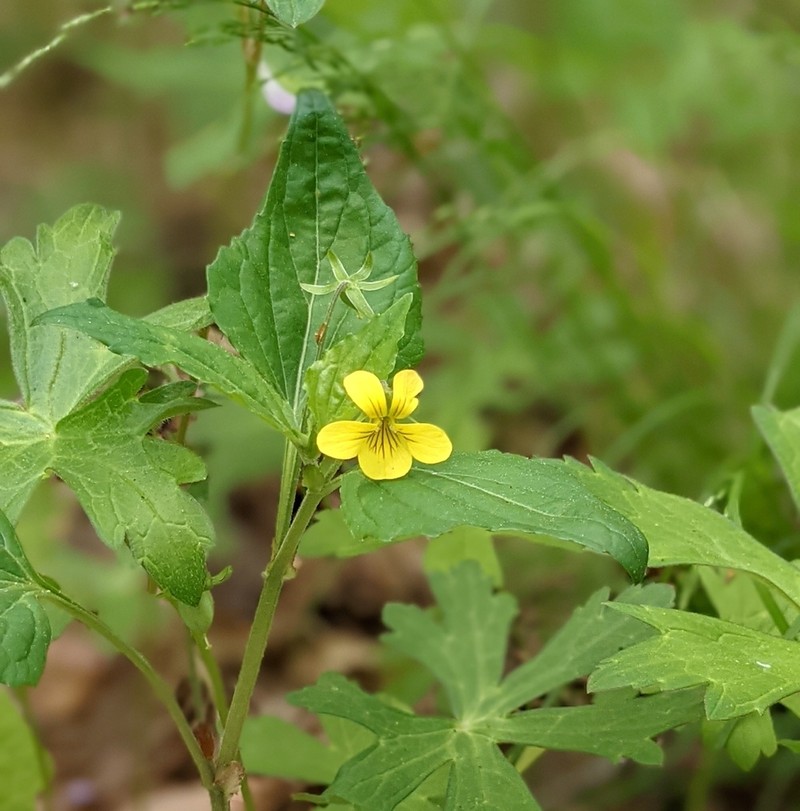 Viola glaberrima photo 4