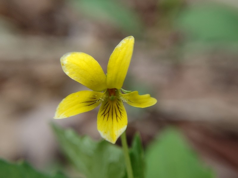 Viola glaberrima photo 5