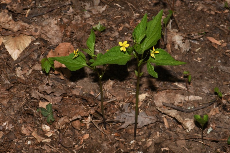Viola glaberrima photo 6