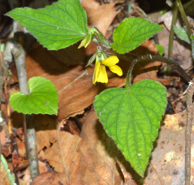 Viola glaberrima photo 7