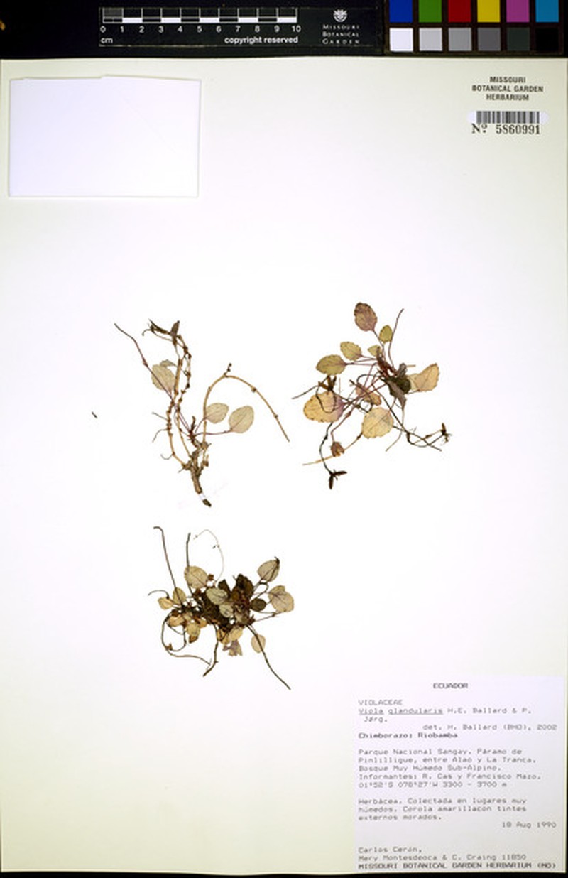 Viola glandularis photo 2