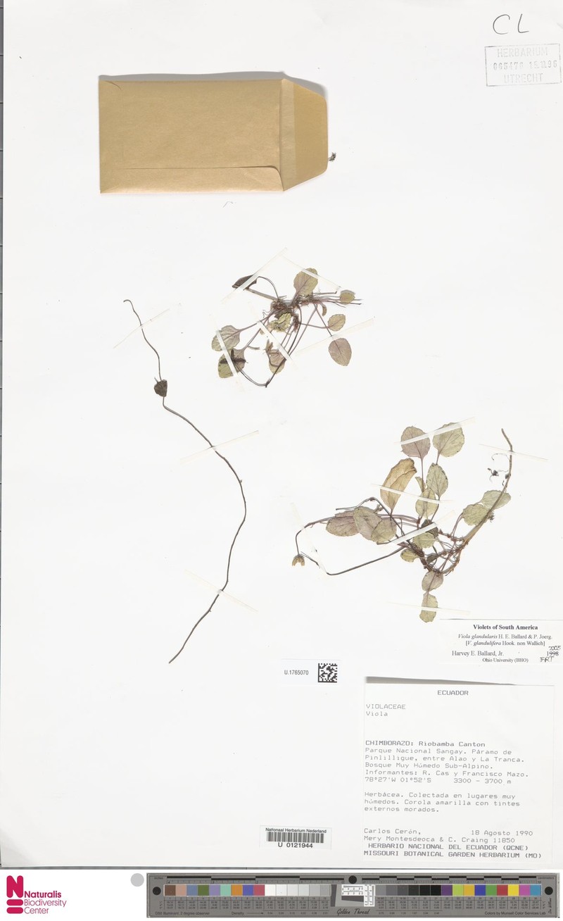 Viola glandularis photo 3