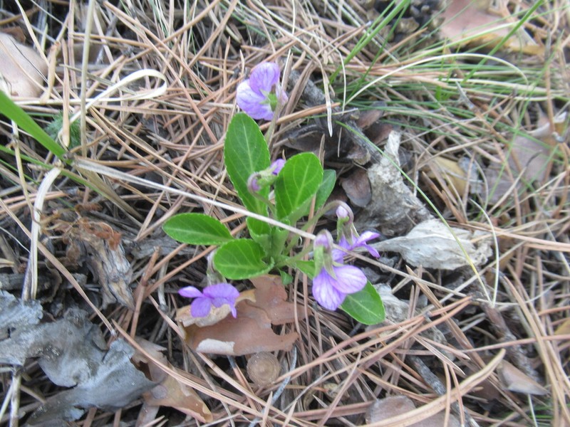 Viola gmeliniana