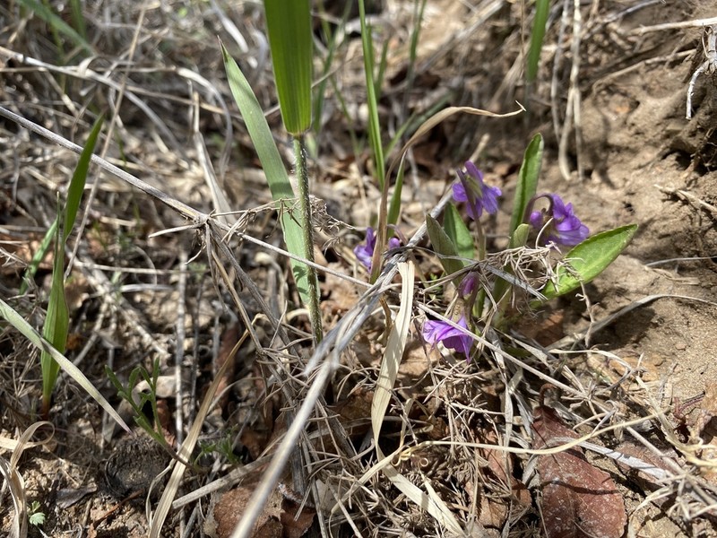 Viola gmeliniana photo 3