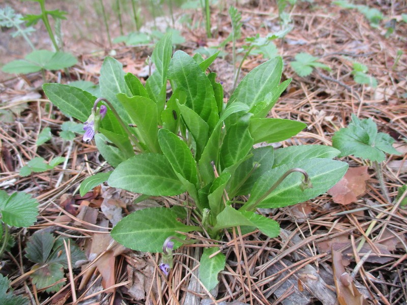 Viola gmeliniana photo 4