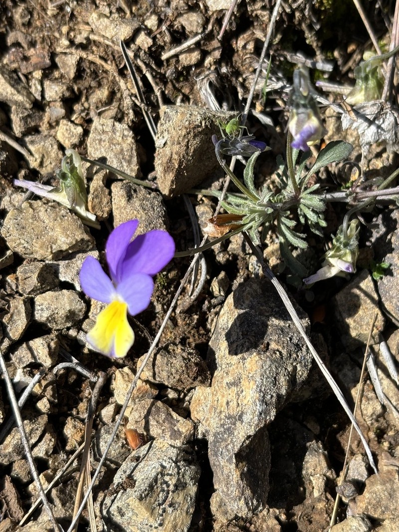 Viola gracilis photo 2