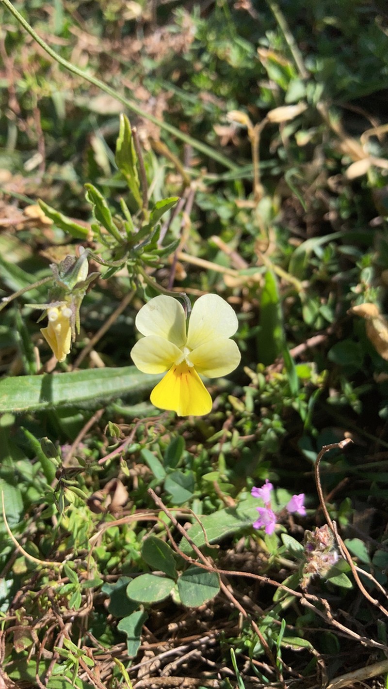 Viola gracilis photo 3