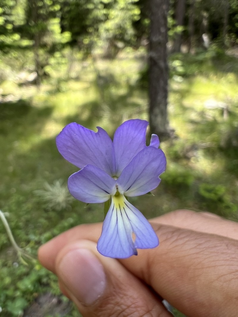 Viola gracilis photo 4