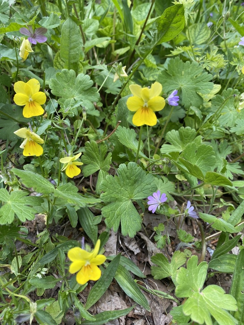 Viola gracilis photo 5