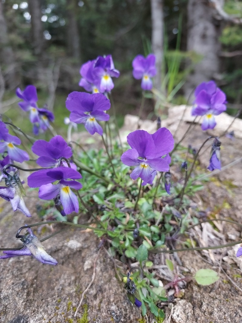 Viola gracilis photo 6
