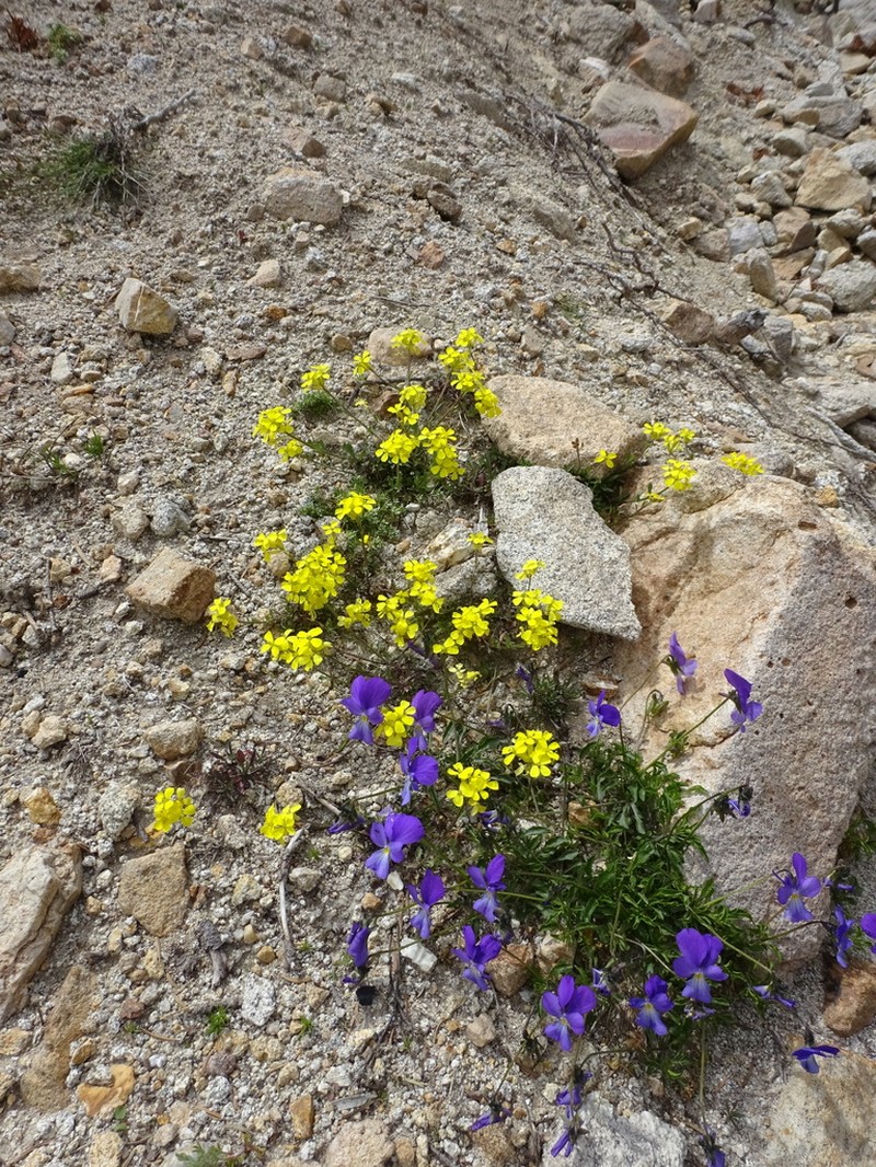 Viola gracilis photo 7