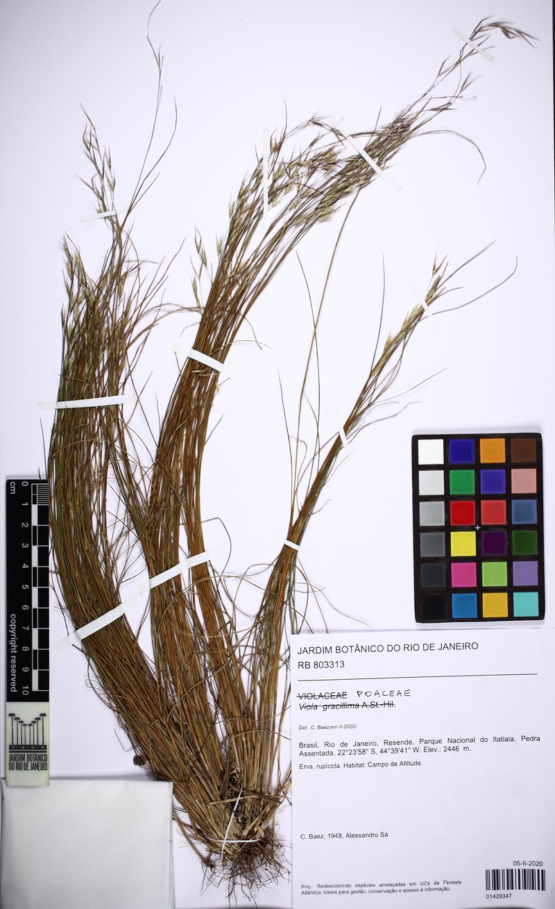 Viola gracillima