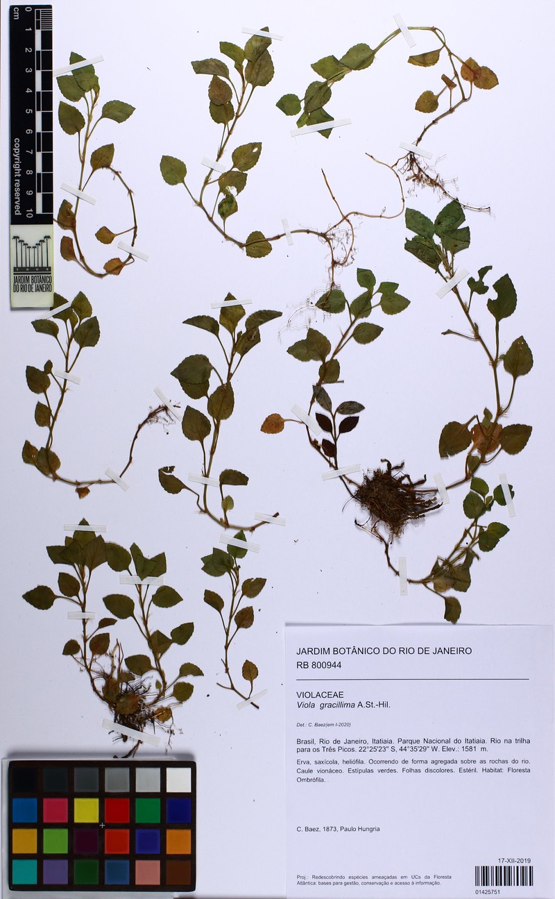 Viola gracillima photo 2
