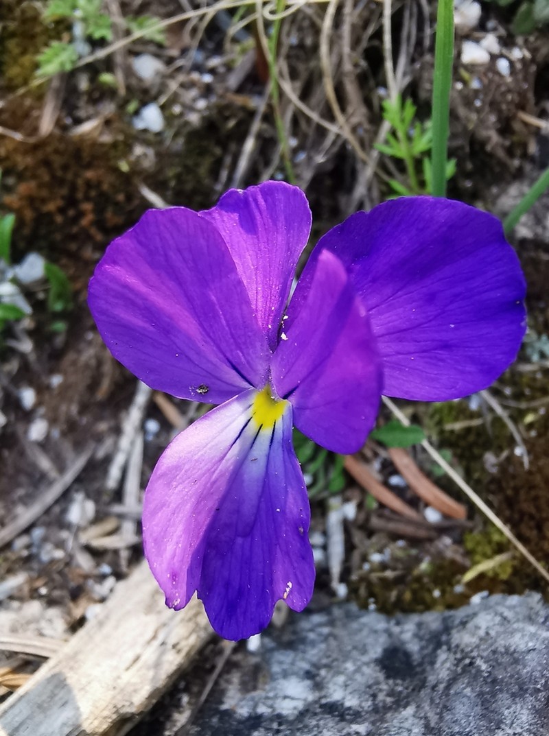 Viola graeca